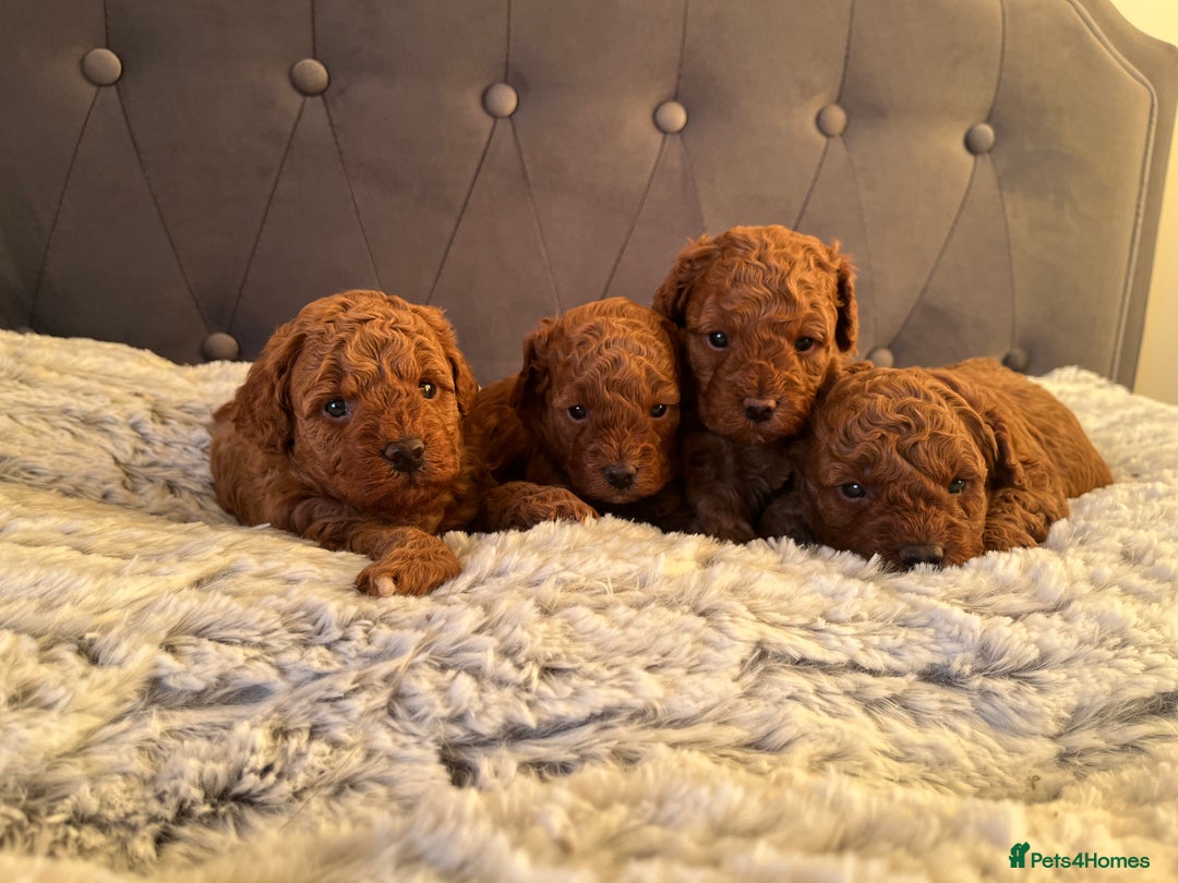 Toy Poodle dogs for sale: Toy poodle puppies - Advert 20