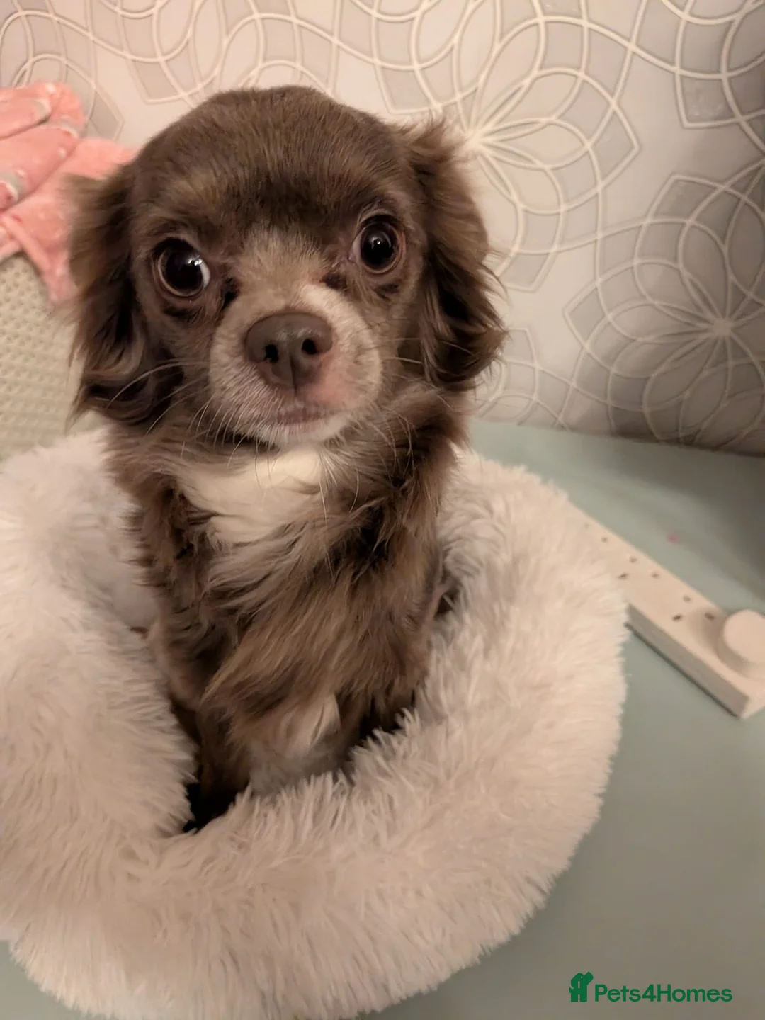 Pomchi dogs for sale: Beautiful Pomchi Puppies Loving 🏠 Reared Litters - Advert 19