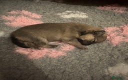 Pomeranian dogs for sale: Pomeranian puppy’s for sale - Advert 15