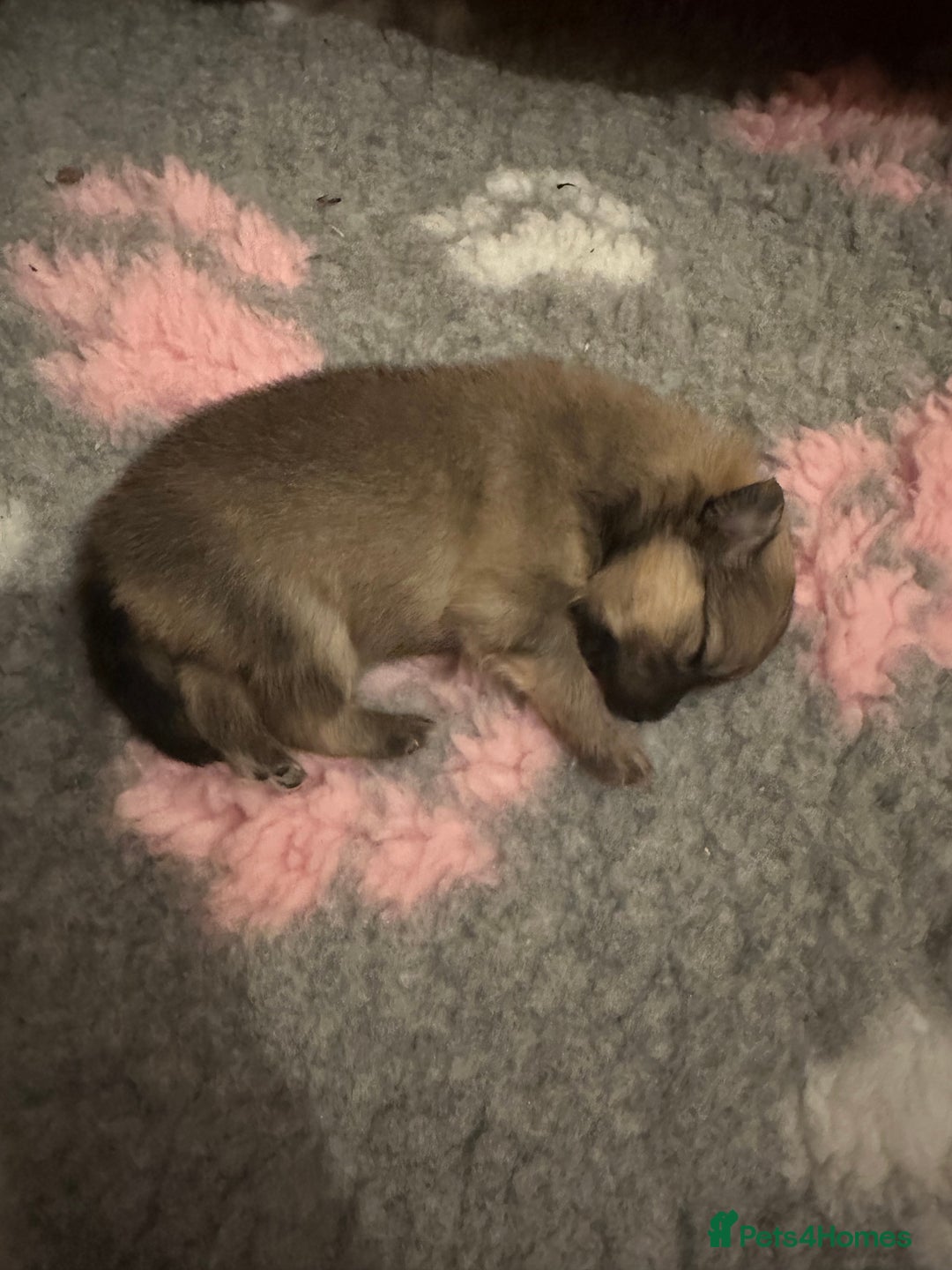 Pomeranian dogs for sale: Pomeranian puppy’s for sale - Advert 15