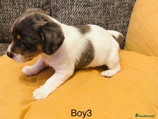 Mixed Breed dogs Adorable doxiepoo puppies - Advert 2