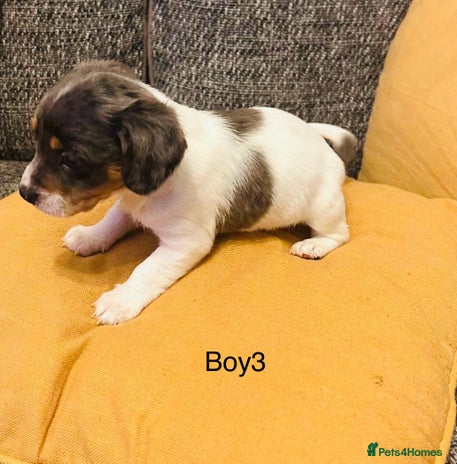 Mixed Breed dogs Adorable doxiepoo puppies - Advert 12