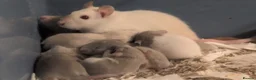 Rat rodents for sale: True dwarf rats  - Advert 10