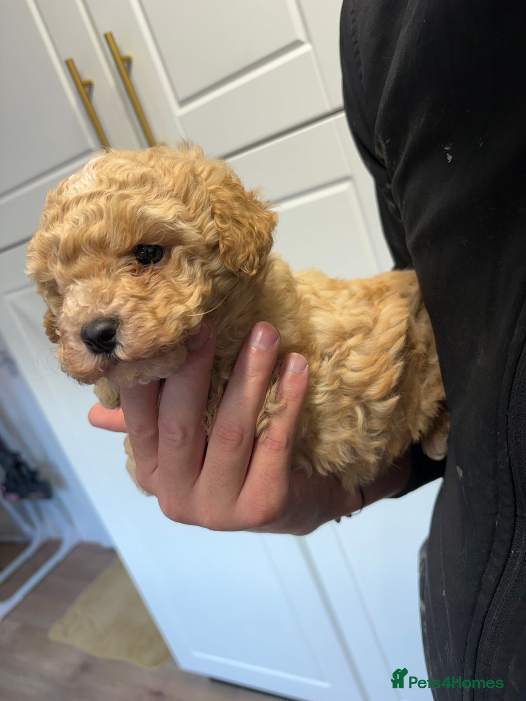 Cavapoo dogs for sale: Cavapoo female for sale - Advert 4