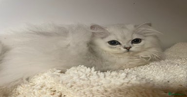 Persian cats - Advert 9