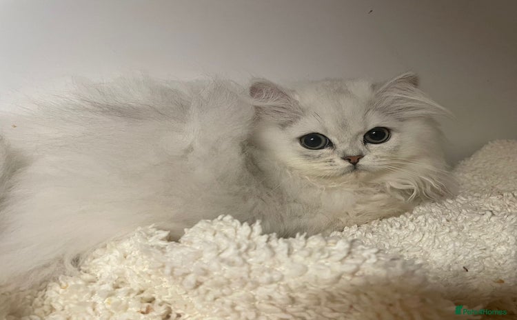 Persian cats - Advert 3