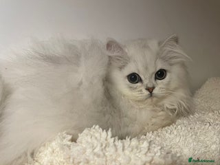 Persian cats - Advert 2