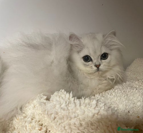 Persian cats - Advert 3