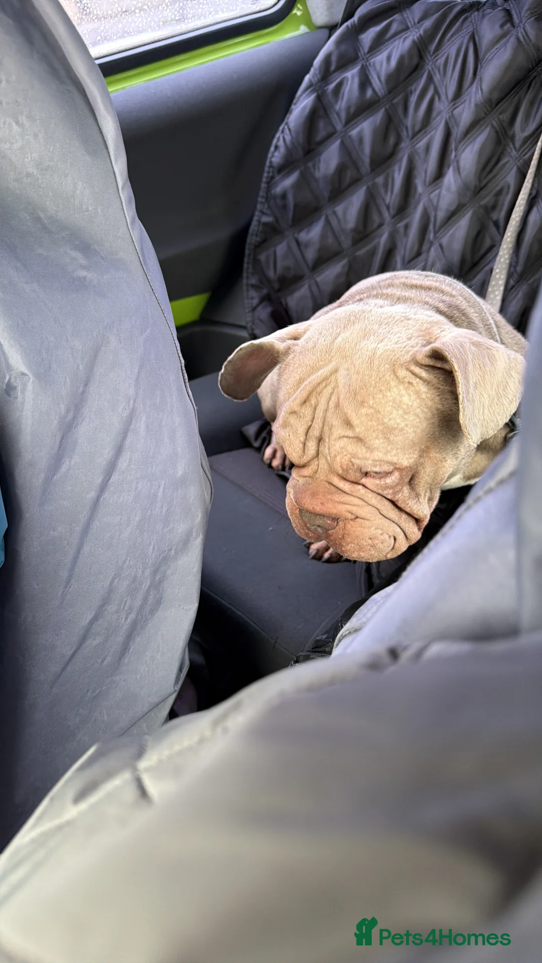 French Bulldog dogs for sale: Franch bulldog  - Advert 3