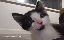 Domestic Shorthair cats for sale: Kittens  - Image 10
