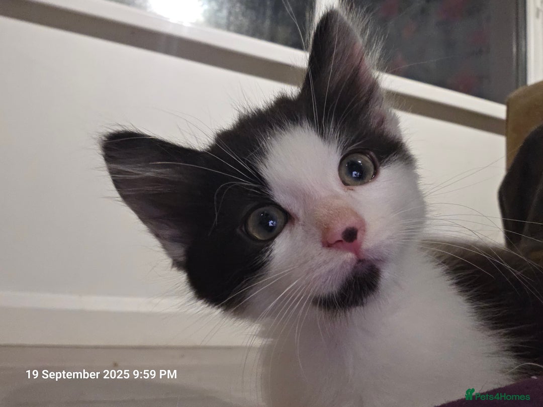 Domestic Shorthair cats for sale: Kittens  - Image 10