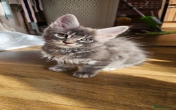 Maine Coon cats for sale: LARGE BREED Maine Coon cross  - Image 24