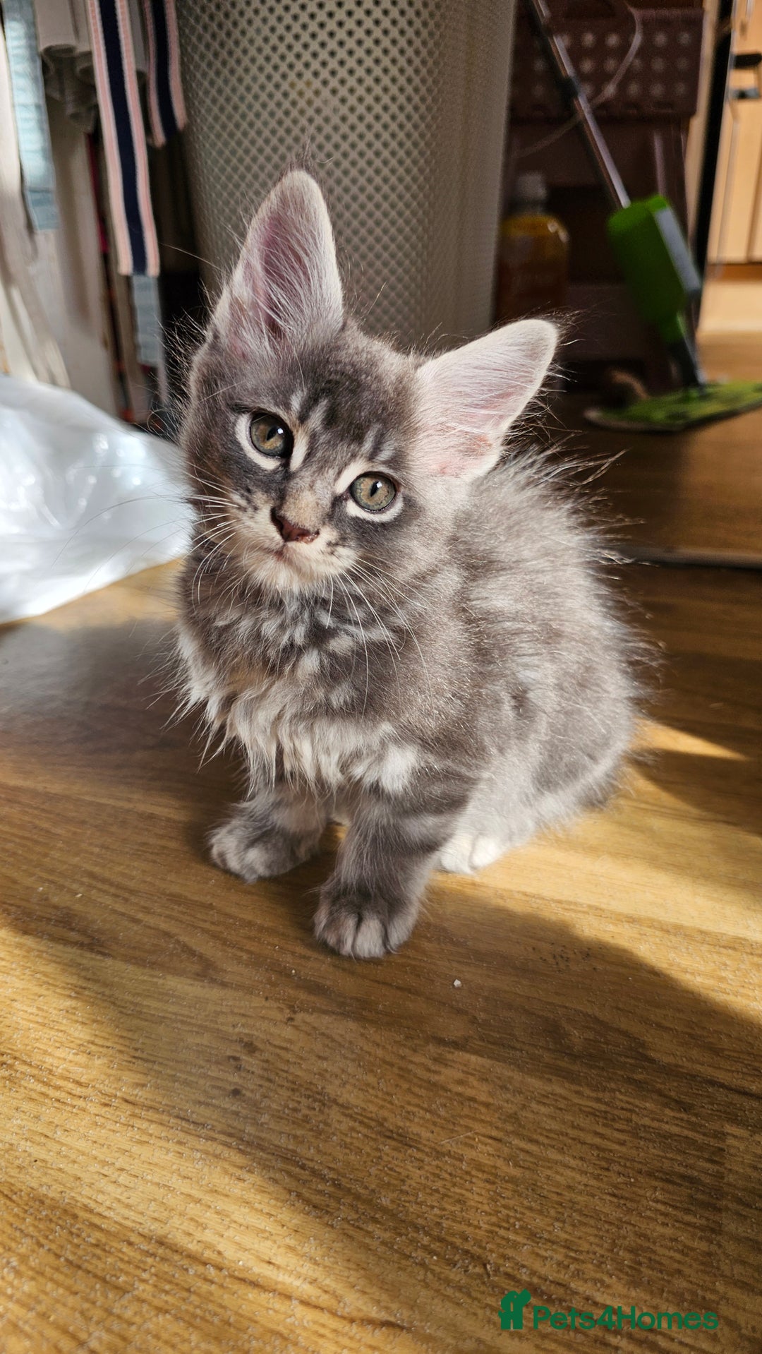 Maine Coon cats for sale: LARGE BREED Maine Coon cross  - Image 24
