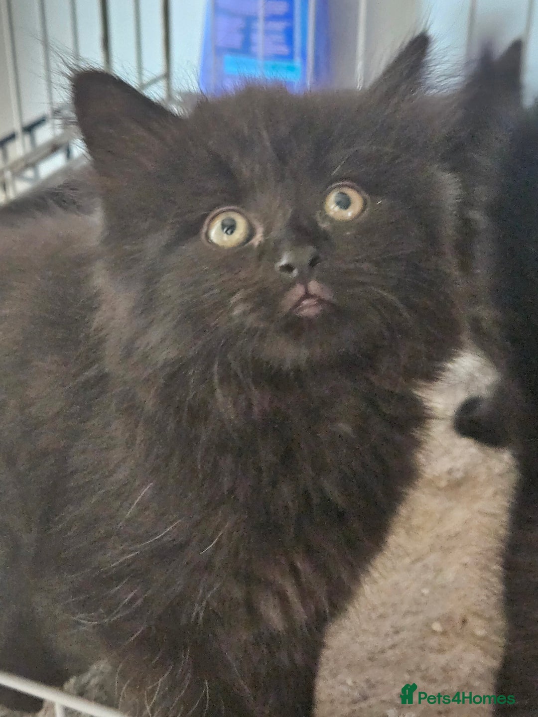 Maine Coon cats for sale: Beautiful black fluffy part maincoon kittens - Image 14