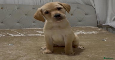 Labrador Retriever dogs Labrador puppies. Ready to leave.  - Advert 5