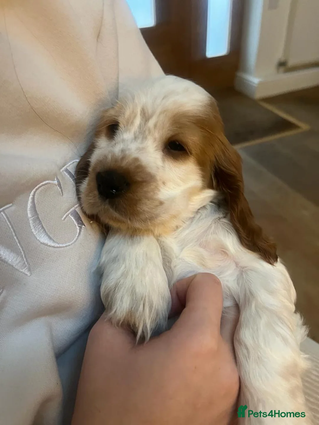 Cocker Spaniel dogs for stud: KC REG SHOW COCKER SPANIEL STUD in Gosport - Advert 31