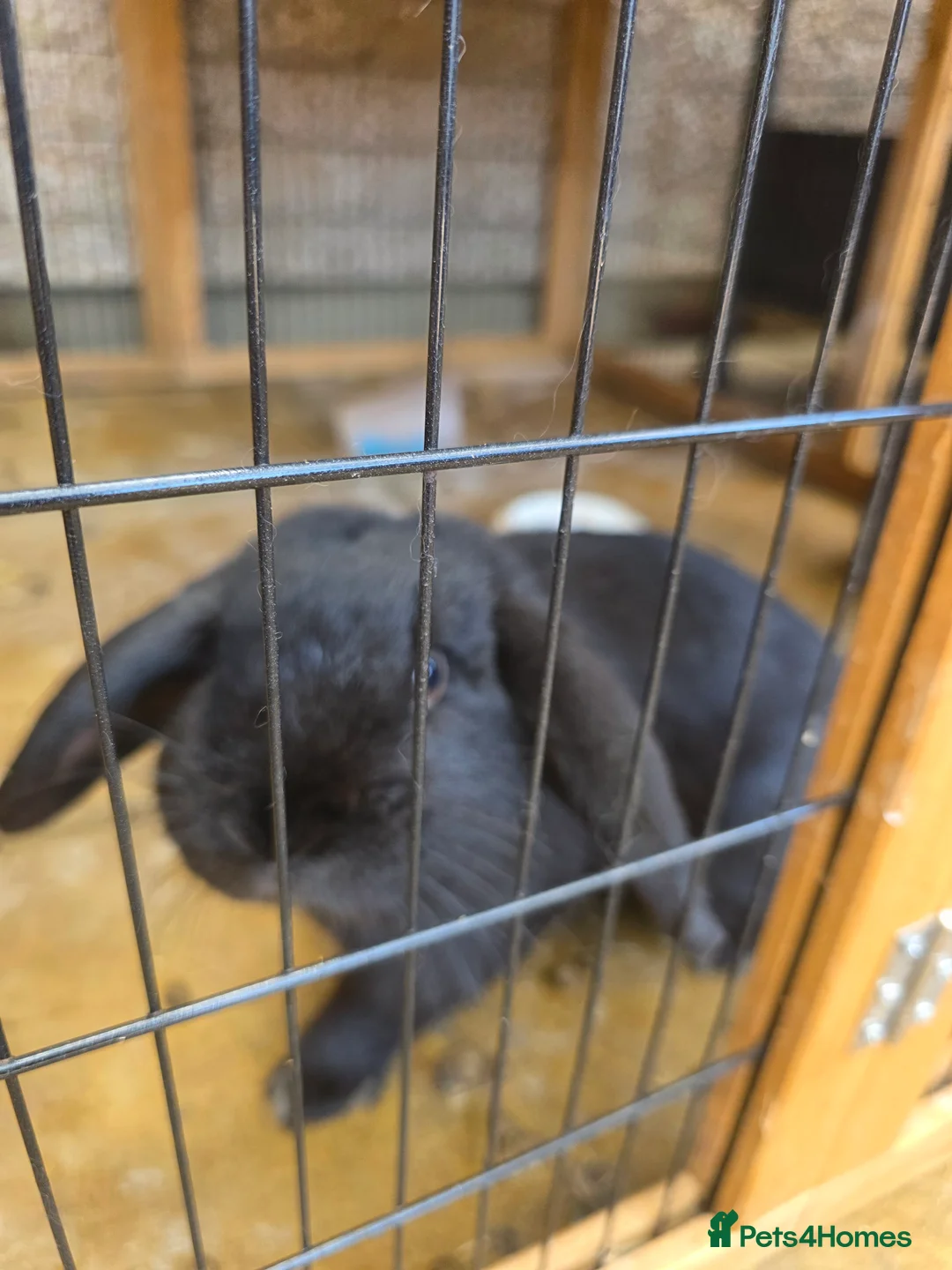 English Lop rabbits for sale: English lops rabbits 2 adults 2 babies - Advert 9