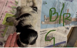 Cocker Spaniel dogs for sale: KC show cocker puppies black white boys - Image 35