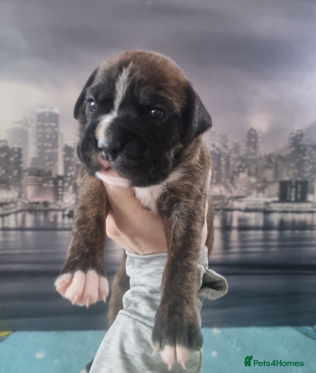 Boxer dogs for sale: Boxer puppy - Advert 3