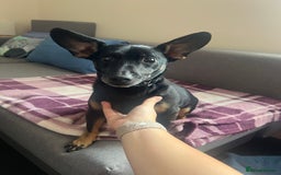Mixed Breed dogs for sale: Unfortunate rehoming  - Image 3