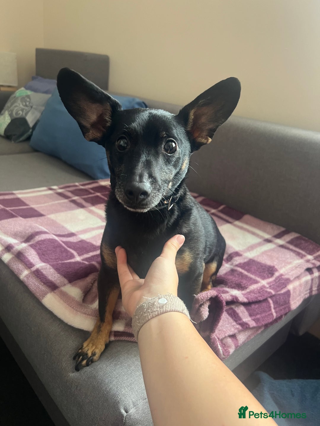 Mixed Breed dogs for sale: Unfortunate rehoming  - Image 3