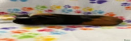 Guinea Pig rodents for sale: 8 week old ready to leave gorgeous guinea pigs   - Advert 3