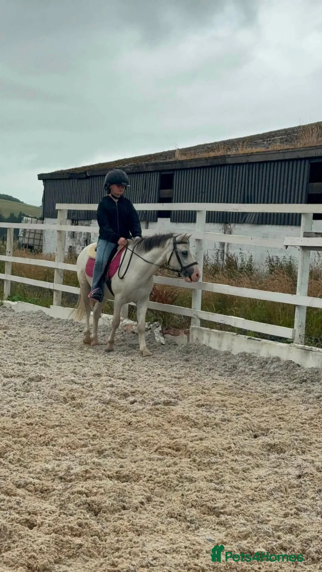 Welsh Section A horses for sale: Unregistered welsh a ponies  in Cumnock - Advert 17