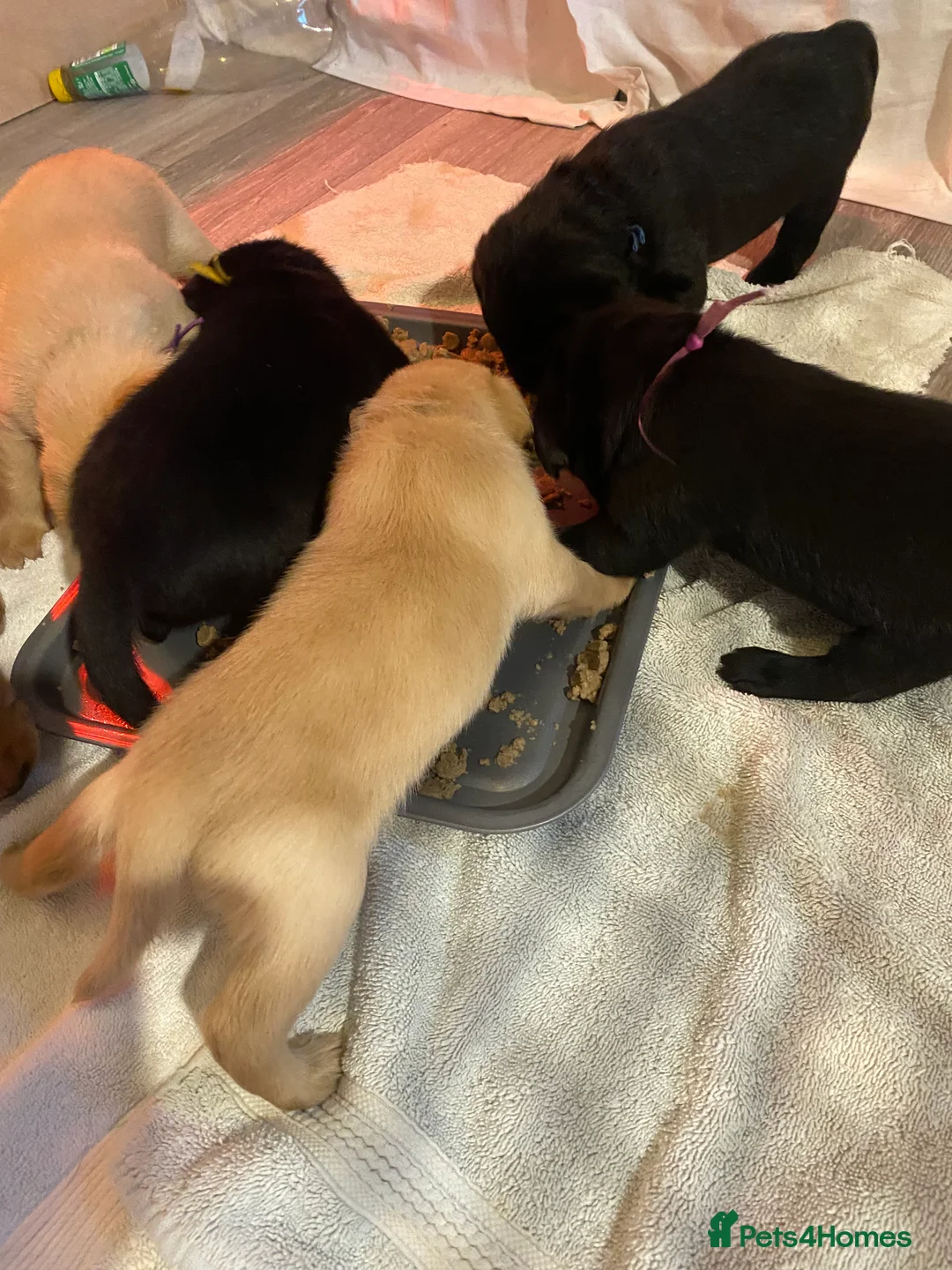 Labrador Retriever dogs for sale: Fully Health Tested KC Registered Labrador Puppy - Advert 12