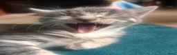 Mixed Breed cats for sale: Mixed bengal - Advert 12