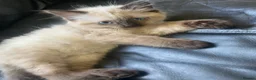 Ragdoll cats for sale: Chocolate minx female ragdoll - Advert 3