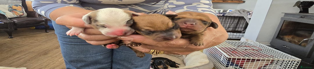 Dachshund Puppy 2. ( Zorro)