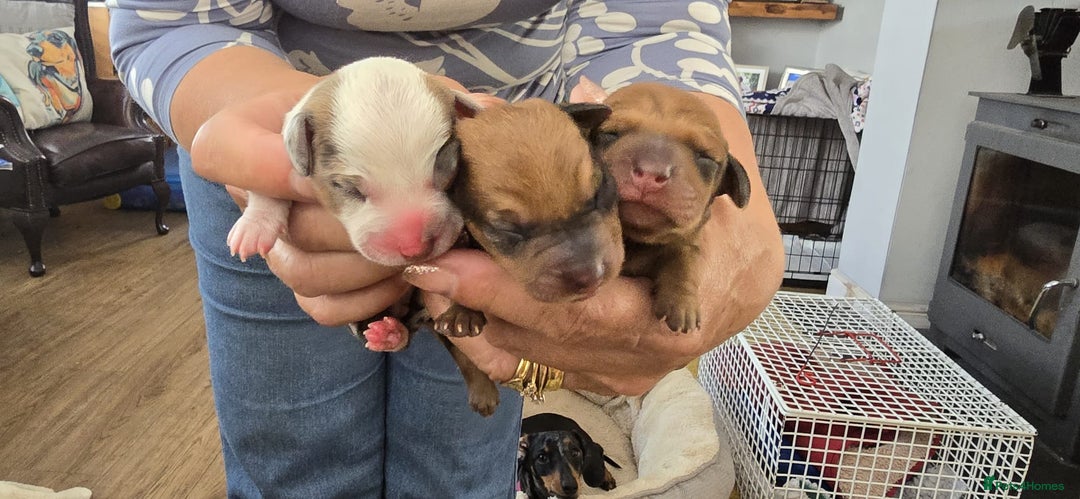 Dachshund dogs for sale: Beautiful Miniature dachshund puppies  - Image 11