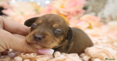 Miniature Dachshund dogs - Advert 4