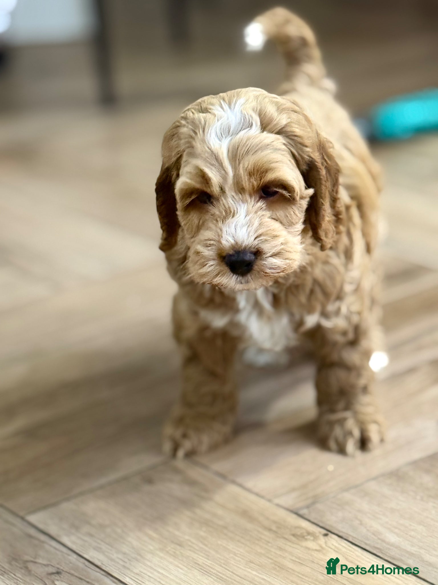 Cockapoo dogs F1 cockapoo puppies - Advert 13
