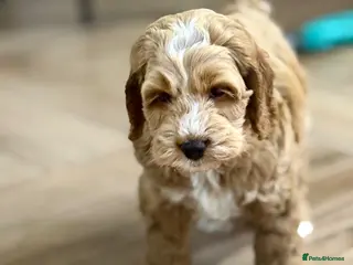 Cockapoo dogs F1 cockapoo puppies - Advert 13