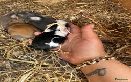 Mini Lop rabbits for sale: Mini lop - Image 6