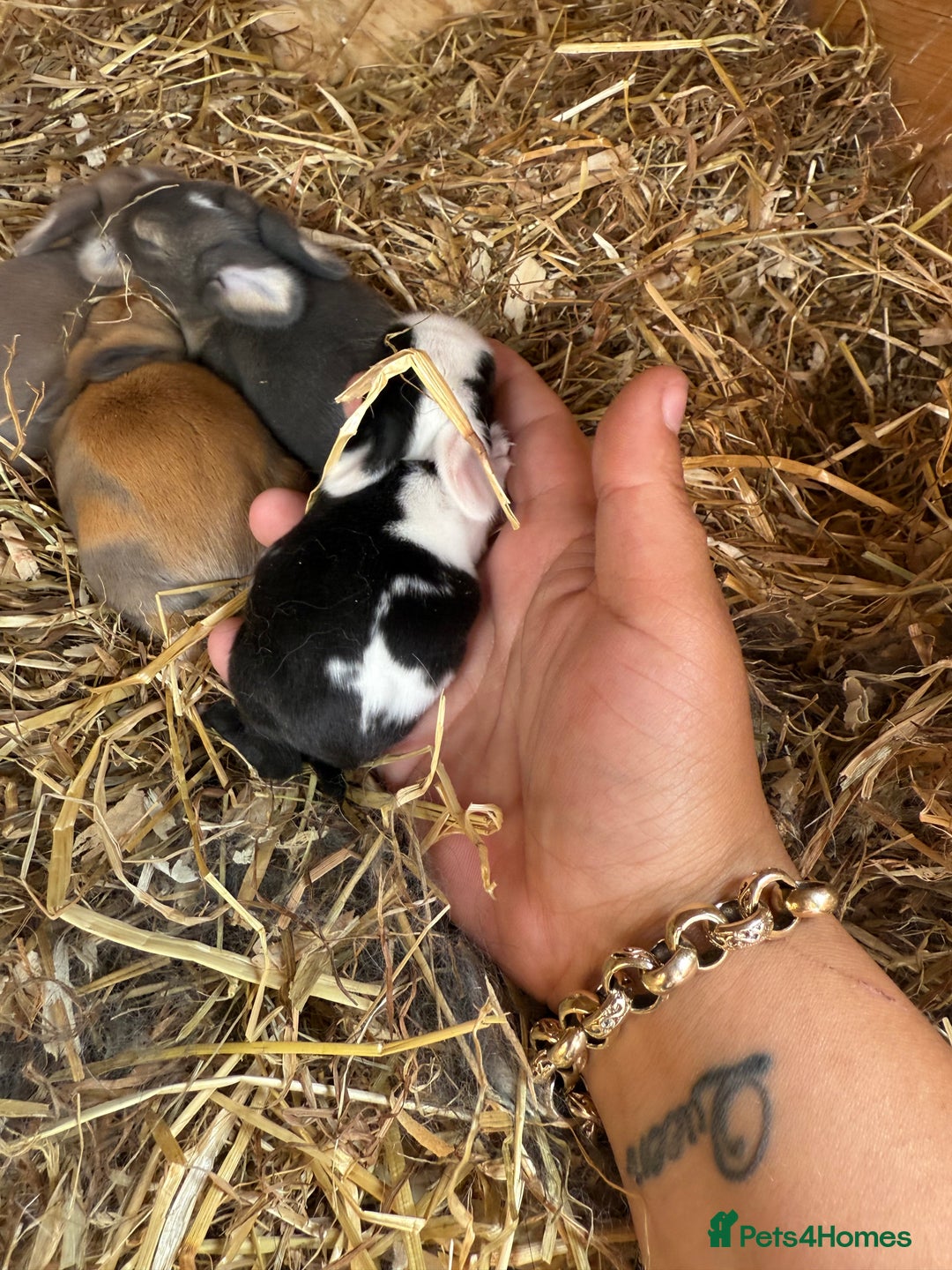 Mini Lop rabbits for sale: Mini lop - Image 6