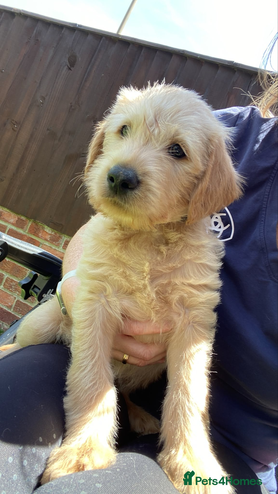 Labradoodle dogs School Dog Rare Multigen F3 Labradoodles - Advert 1