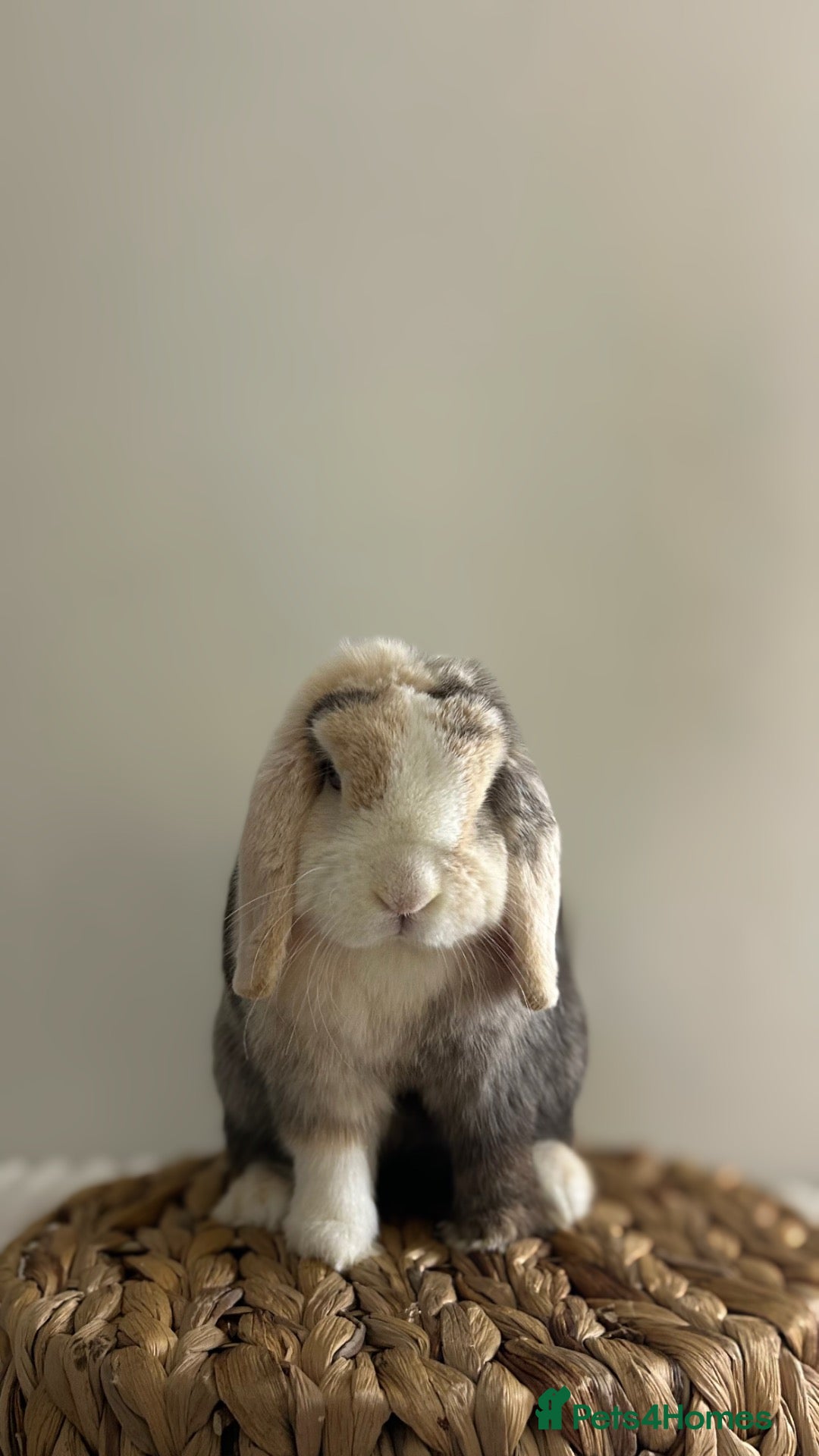 Mini Lop rabbits Purebred minilops looking for homes  - Advert 2