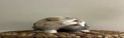 Mini Lop rabbits for sale: Purebred minilops looking for homes  - Advert 1