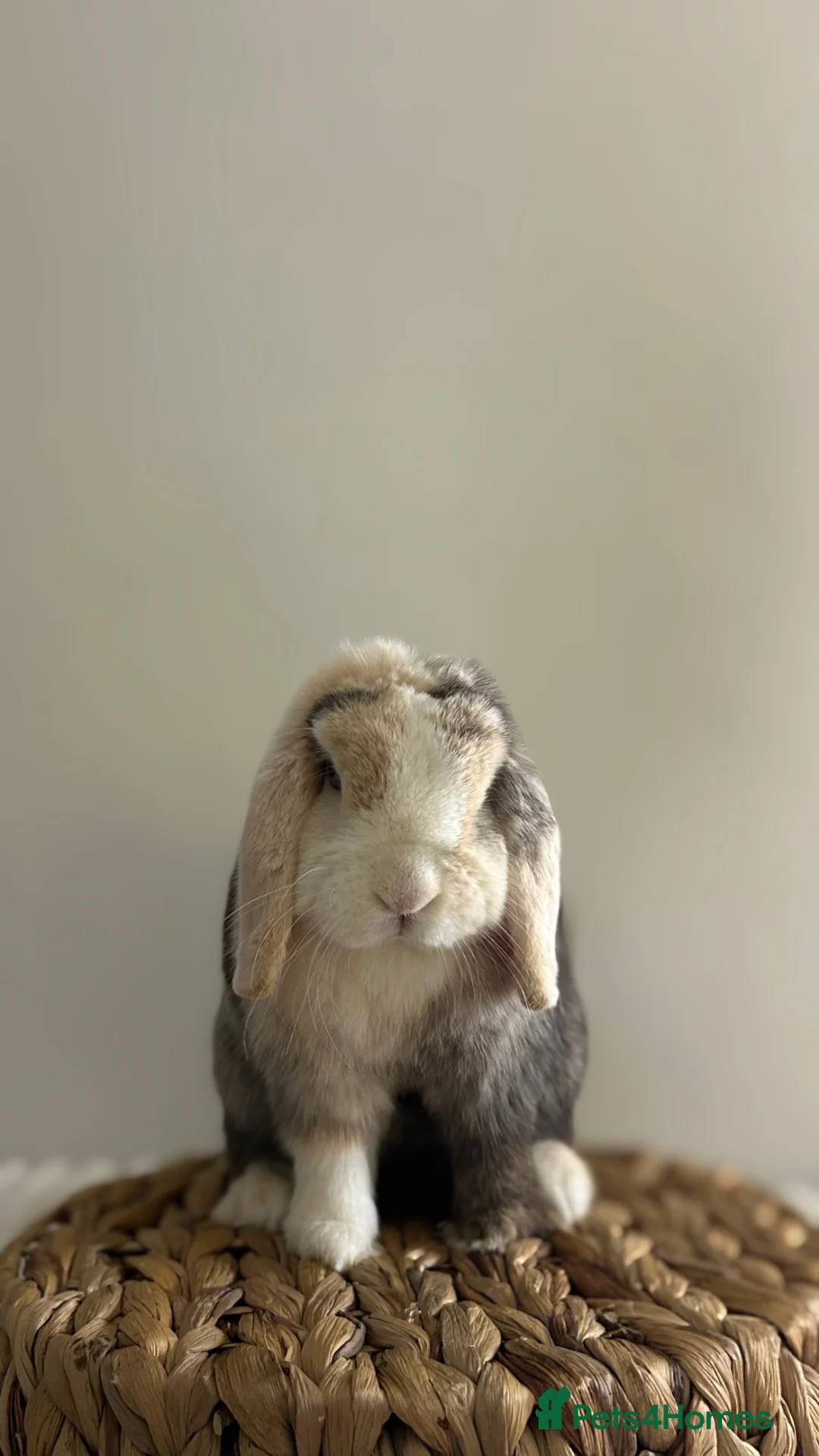 Mini Lop rabbits for sale: Purebred minilops looking for homes  - Advert 1