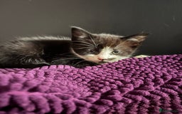 American Shorthair cats for sale: 5 black and white kittens for forever home - Image 8