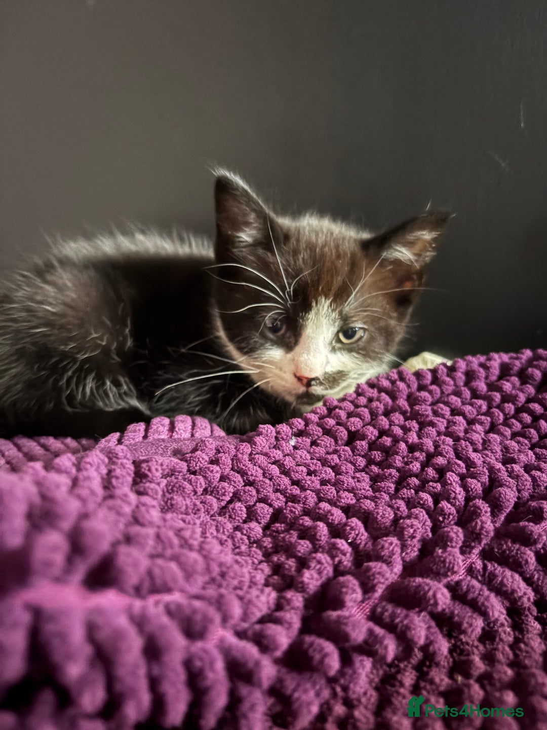 American Shorthair cats for sale: 5 black and white kittens for forever home - Image 8