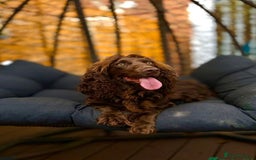 Cockapoo dogs for sale: Female cockapoo - Image 5