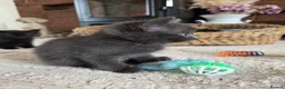 Mixed Breed cats for sale: Beautiful kittens looking for their forever homes  - Advert 37