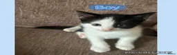Mixed Breed cats for sale: 1 male 1 female  - Advert 2