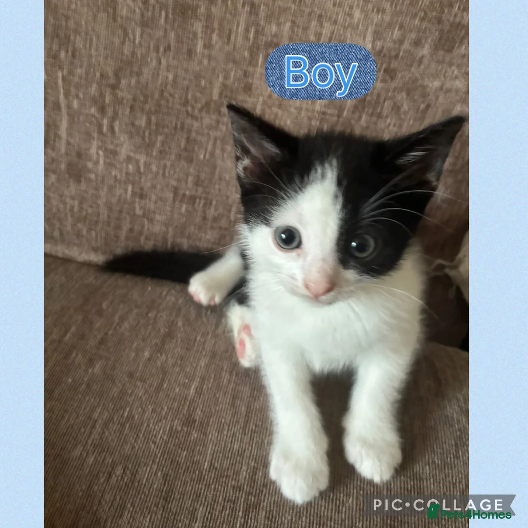 Mixed Breed cats for sale: 1 male 1 female  - Advert 2