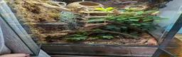 Gecko reptiles for sale: Crested gecko and enclosure  in Frodsham - Advert 3