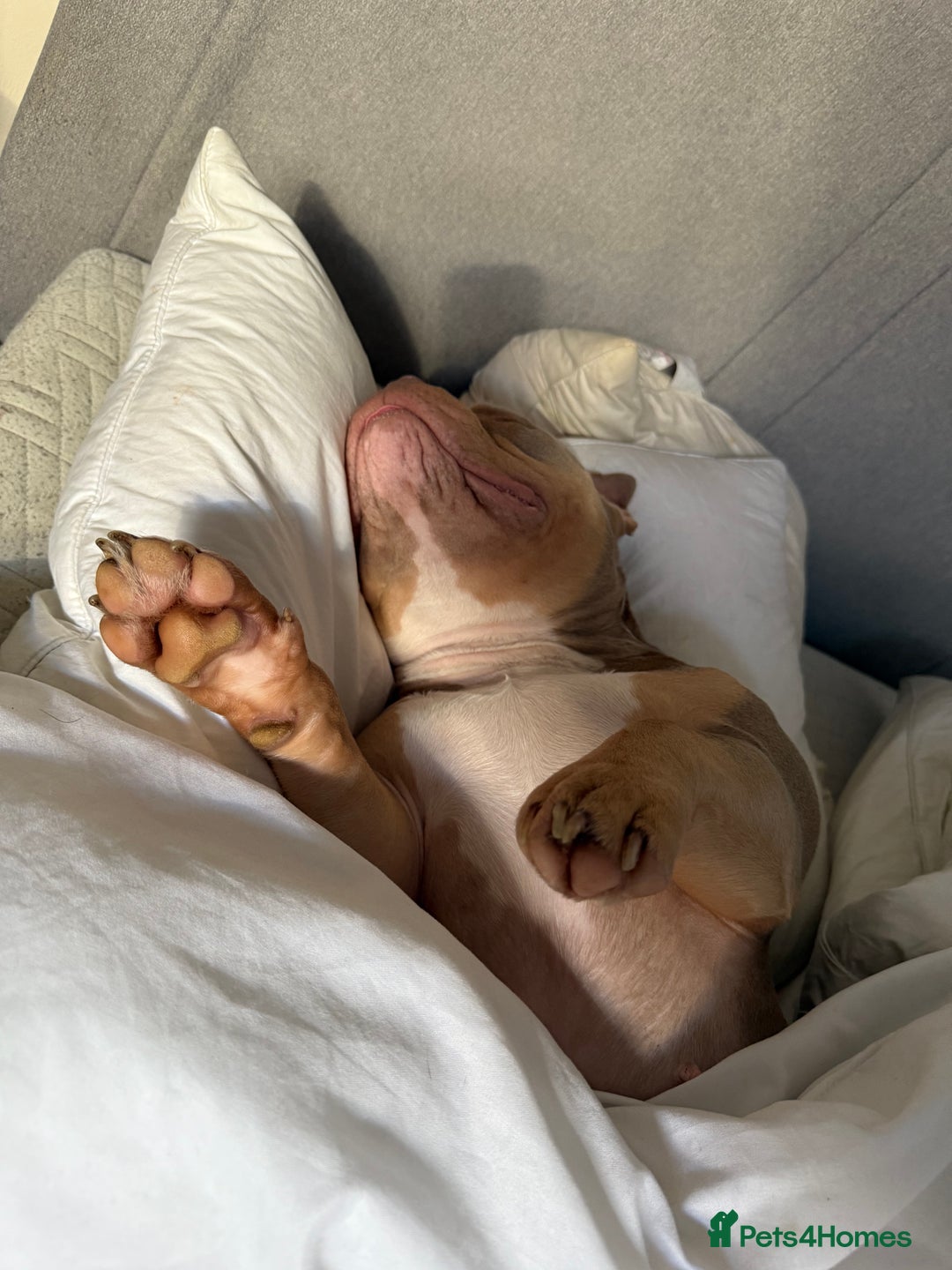 American Bully dogs for sale: BIGGA BULLZ Lilac/Tan micro exotic bully girl - Advert 3