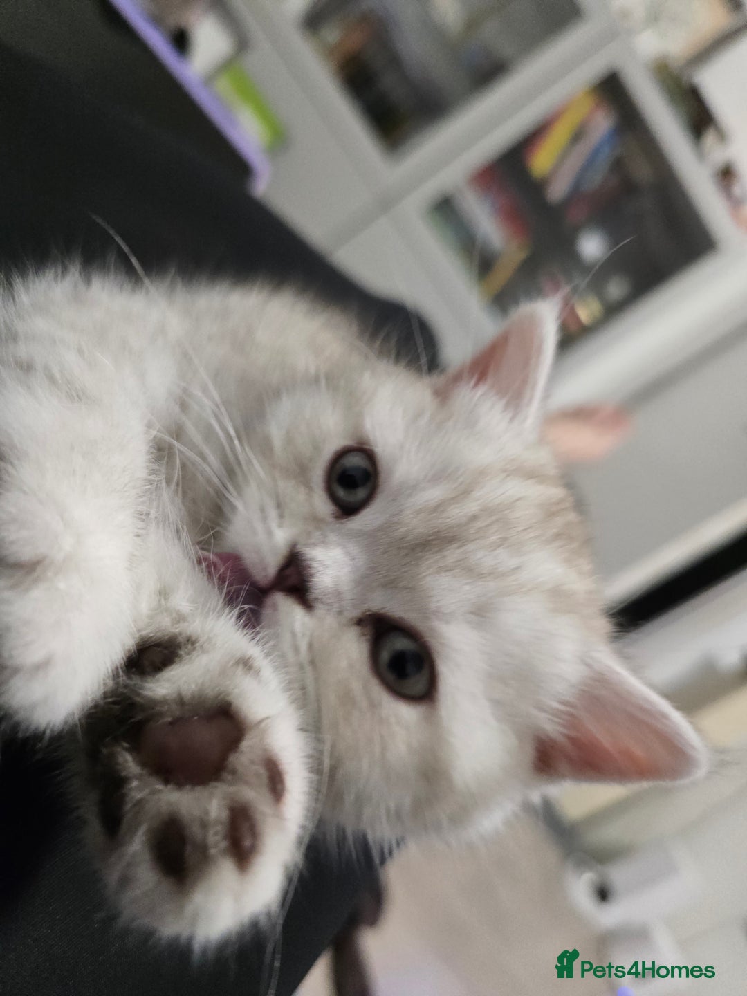 Scottish Fold cats for sale: 🐾Scottish Fold/Scottish Straight Kittens for Sale - Advert 11